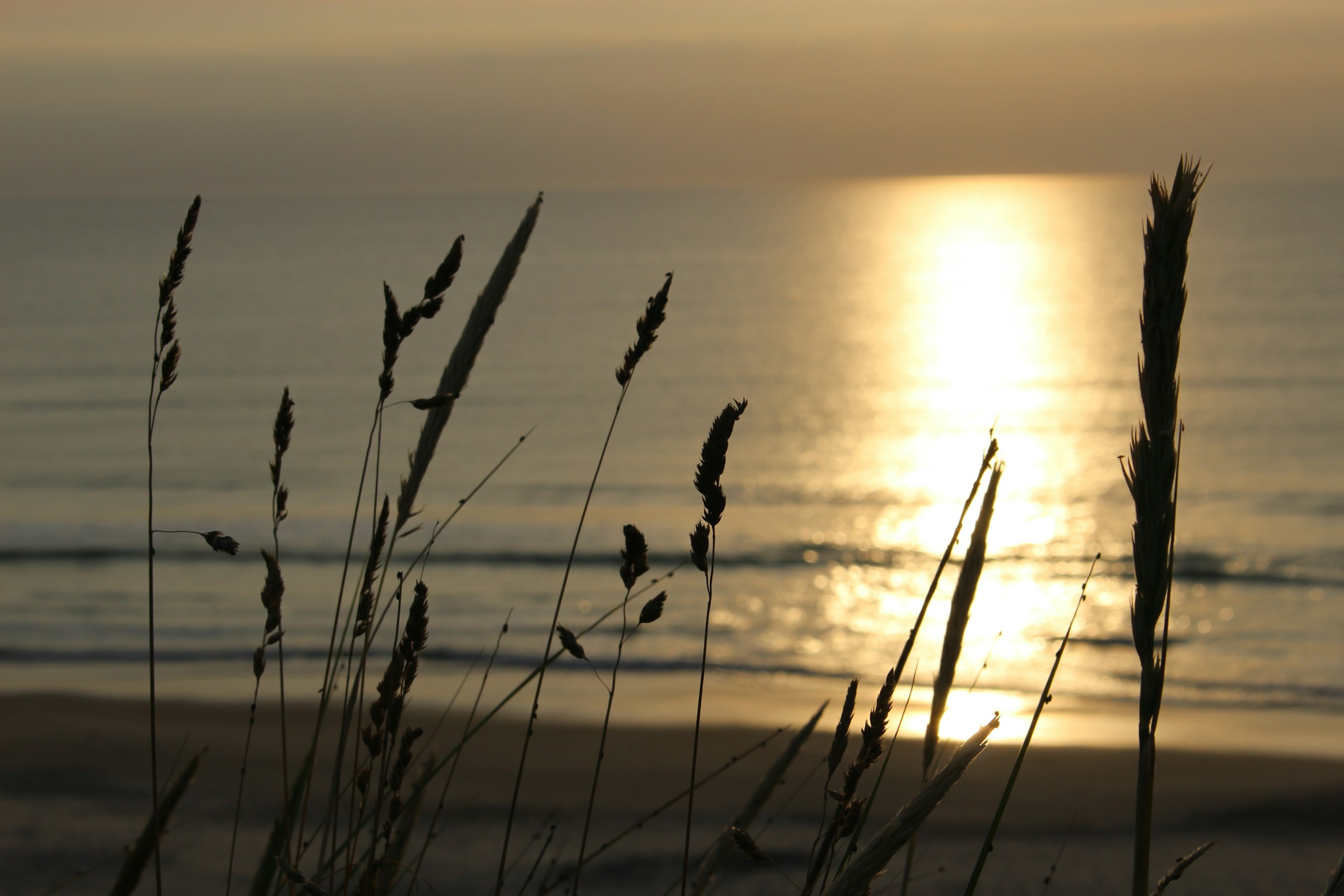 Dünengras im warmen Abendlicht an der Nordsee